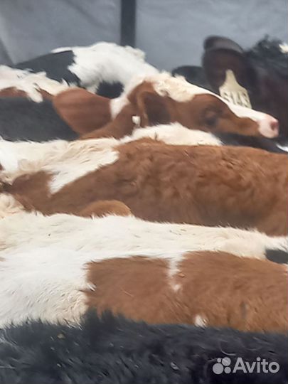 Телята бычки