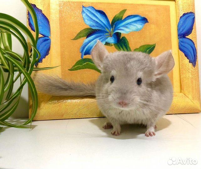 Шиншилла девочка
