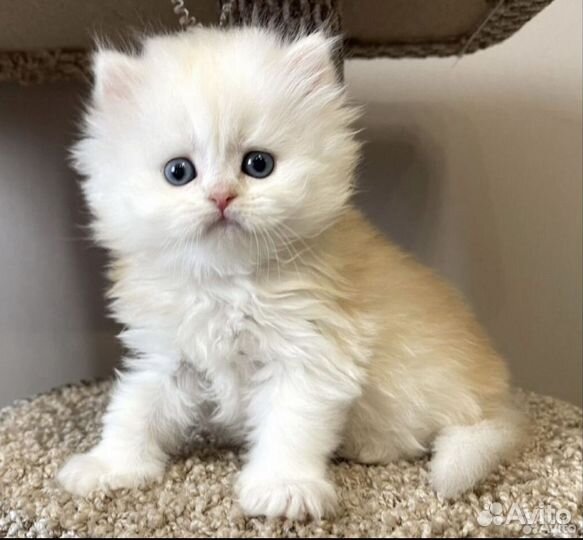 Элитный Длинношерстный котик 3,5 мес
