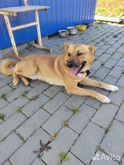 Собака потеряшка