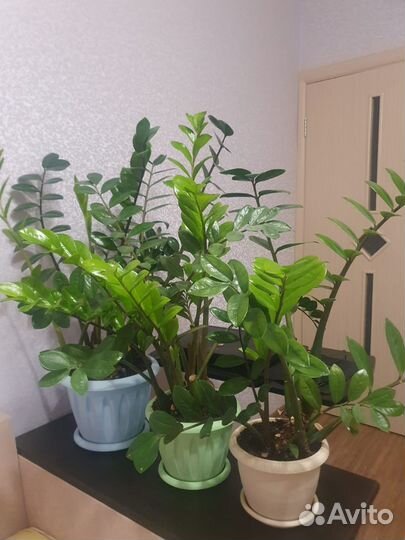 Замиокулькас