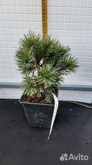 Сосна горная 5 сортов