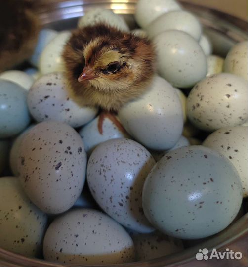 Инкубационное яйцо перепелки