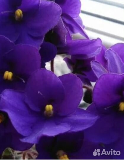 Фиалка листочки