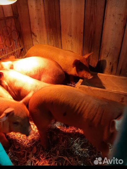 Поросенок ландрас/дюрок