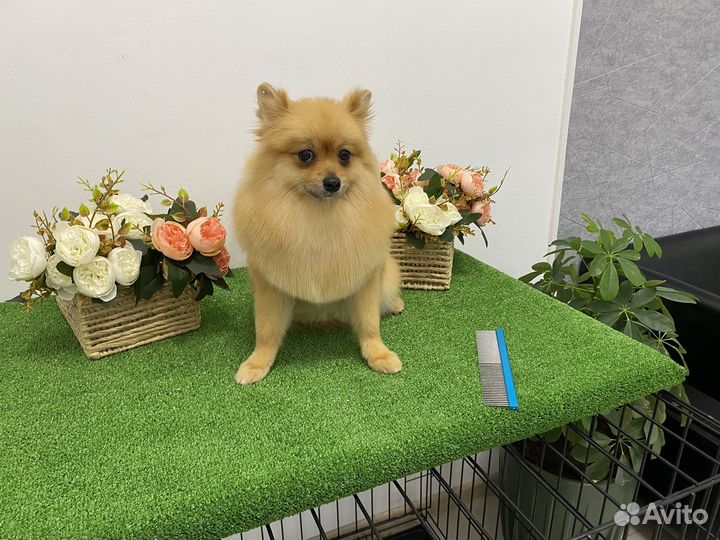 Грумер Нягань