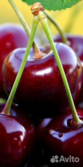Вишня свежая