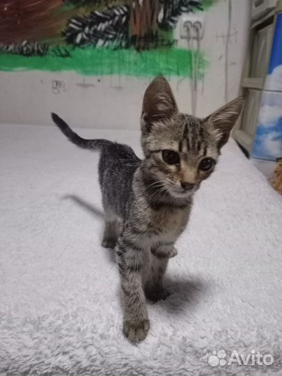 Котята