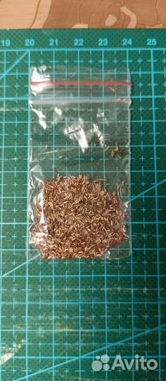 Растение вербена бонарская семена