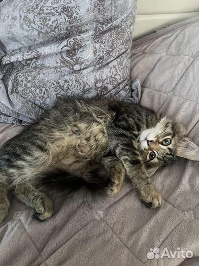 Кошечка в добрые руки