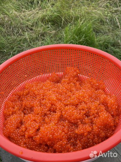 Рыбалка на камчатке 