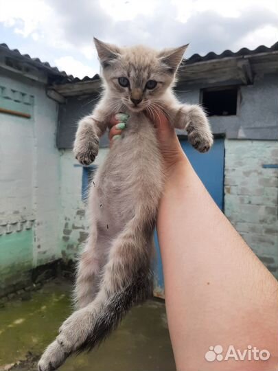 Котят в добрые руки