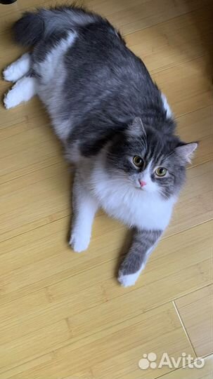 Курильский бобтейл