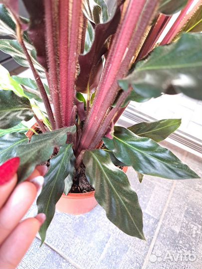 Калатея Руфибарба 80 см