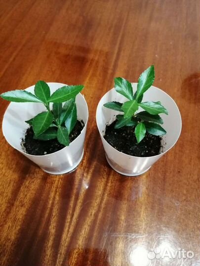 Комнатное растение бересклет