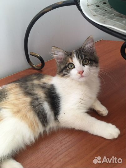 Молодая кошечка