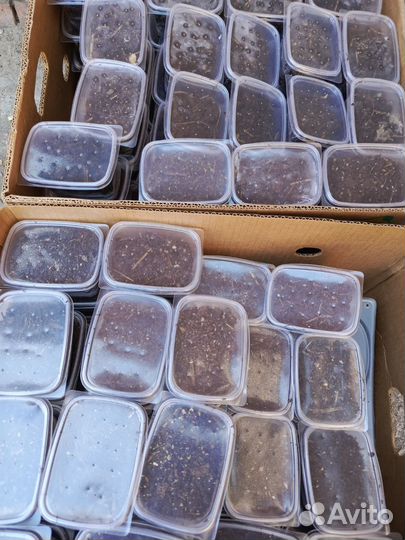 Черви для рыбалки