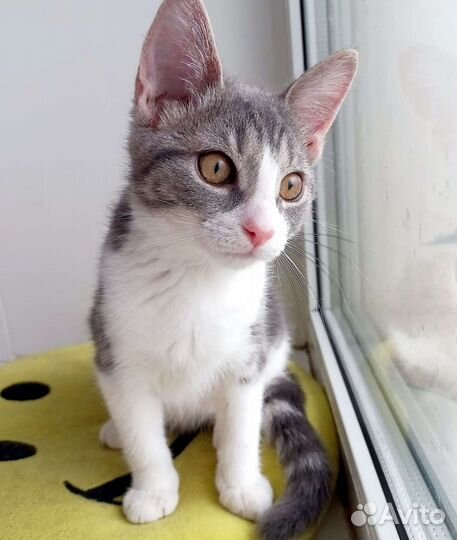 Котенок милашка