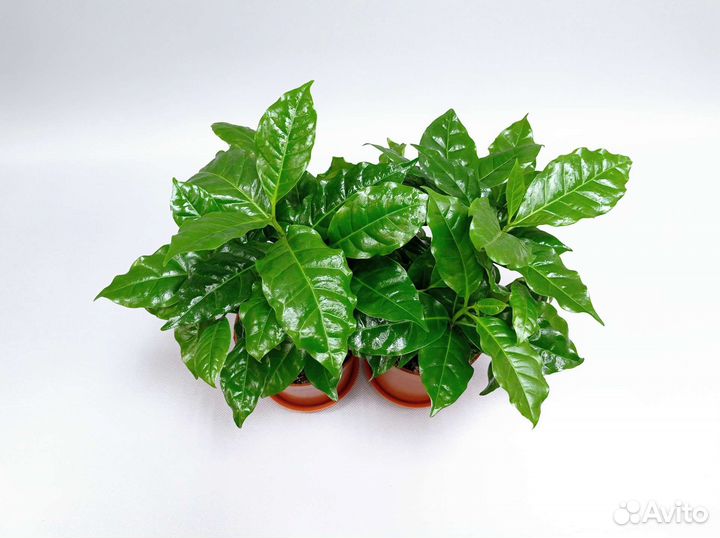 Кофе Арабика