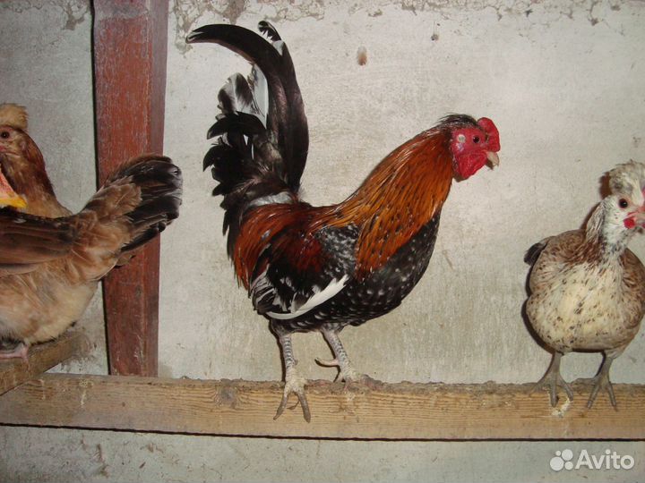 Карликовые куры