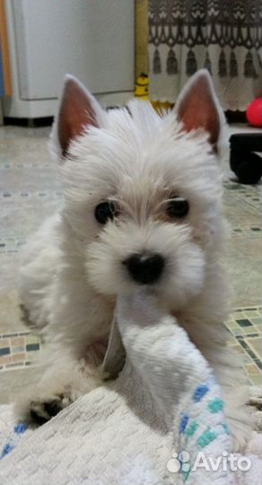 Вестики всегда на позитиве