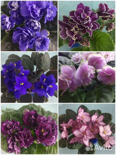 Фиалки цветущие