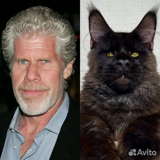 Котята мейн-кун