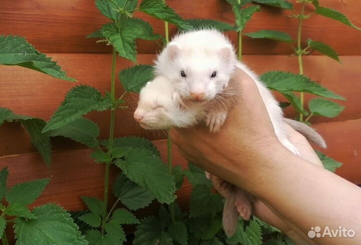 Хоречки разные