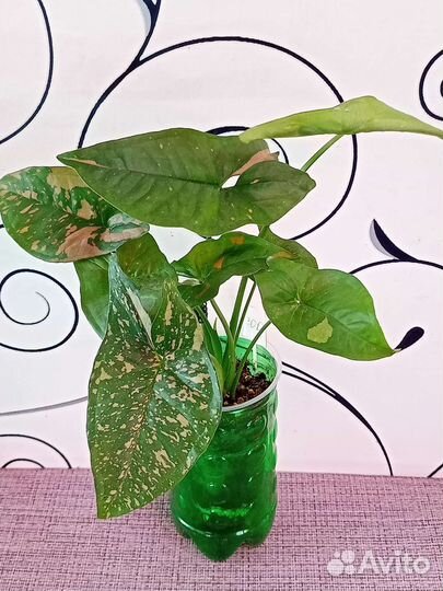 Сингониумы 01