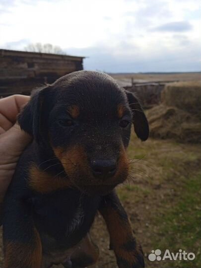 Продам щенка ягдтерьера