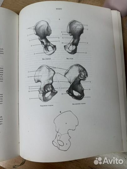 Енё Барчай Анатомия для художников