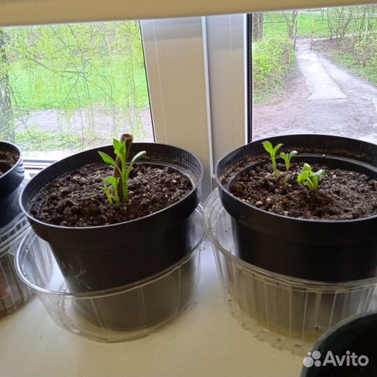 Корни георгинов