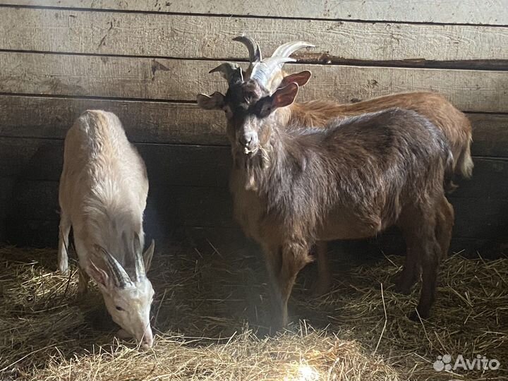 Коза, козёл, козлики Нубийские