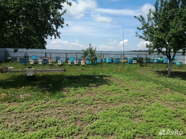 Продам пчел, отводки, пакеты