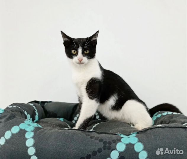 Котенок мальчик