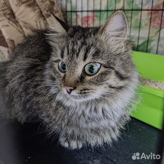 Василиса ищет дом и любящую семью