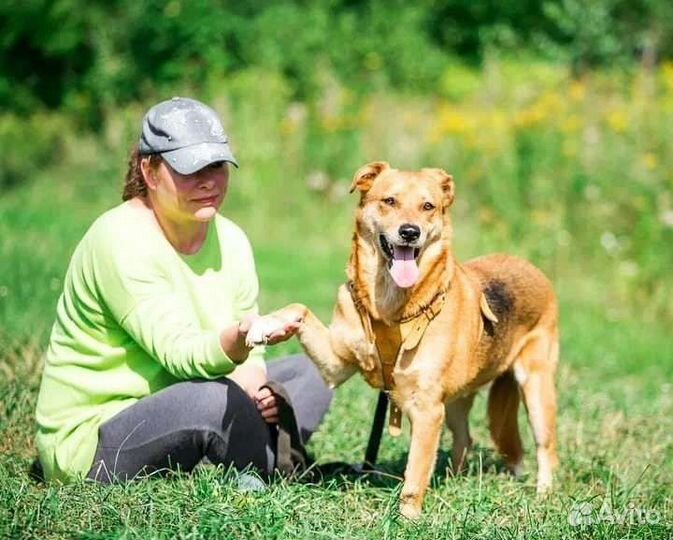 Собака в добрые руки
