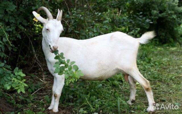Зааненские козы дойные, козлята