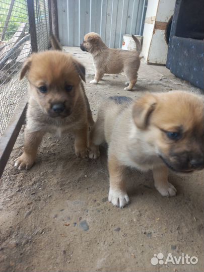 Собака в добрые руки отдам бесплатно