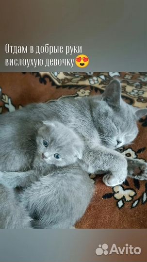 Британская кошка в дар