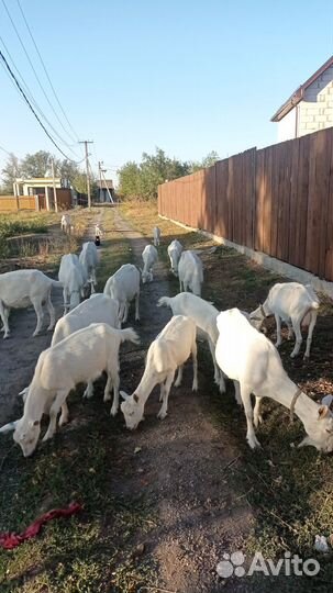 Продаем коз