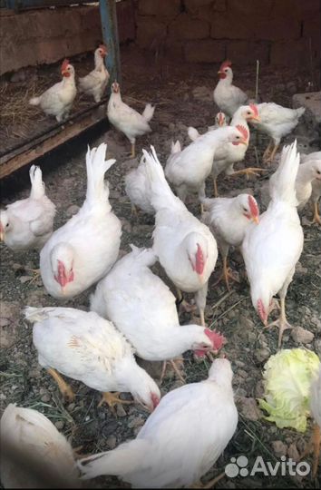 Петушки леггорн