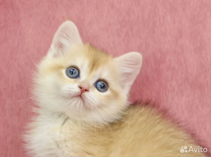 Британская золотая кошечка с зелеными глазами ny11