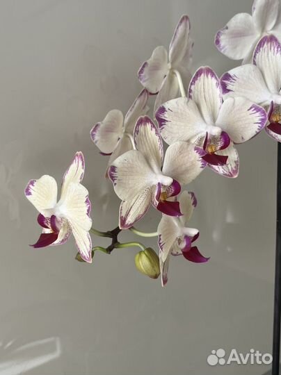 Орхидея фаленопсис. Разные сорта. Есть редкие