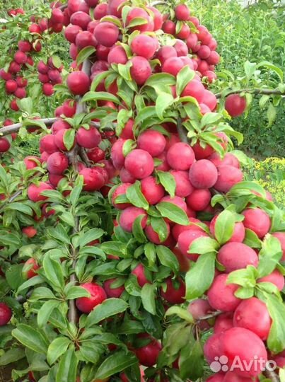 Плодовые деревья