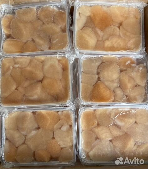 Морской гребешок