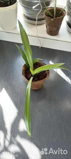 Хлорофитум