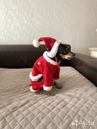 Костюм деда мороза на маленькую собаку