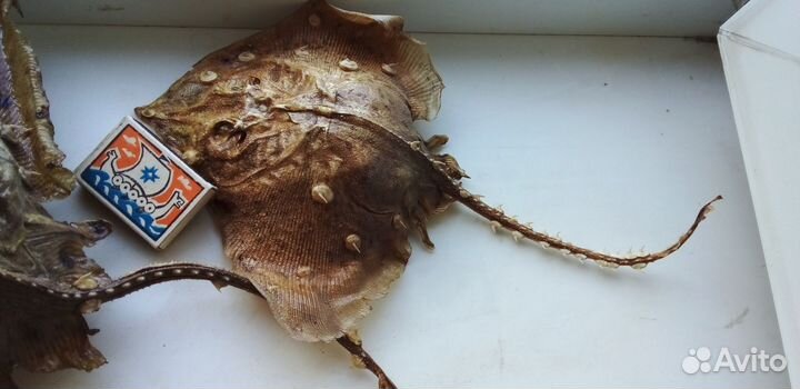 Чучело Рыбы