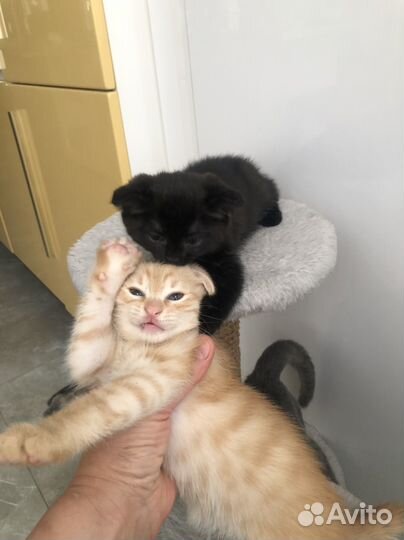 Котята